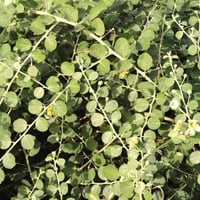 بذور الشفلح