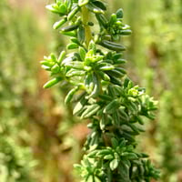 بذور العاذر