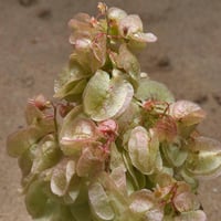 بذور الحميض