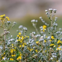 بذور القيصوم