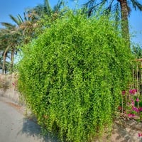 بذور الاراك