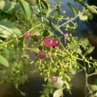 بذور الاراك