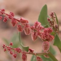 بذور الحميض