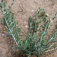 بذور القيصوم