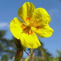 بذور الإرقه