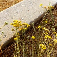 بذور القيصوم