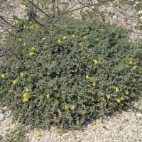 بذور الإرقه