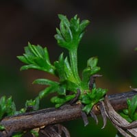 بذور العاذر