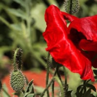 بذور الديدحان - شقائق النعمان