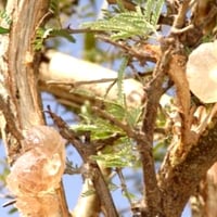 بذور الصمغ العربي