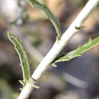 بذور العرفج