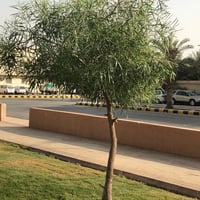 بذور السنط الملحي