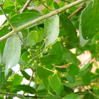 بذور الاراك