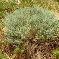 بذور القيصوم