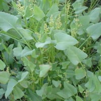 بذور الحميض