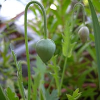 بذور الديدحان - شقائق النعمان