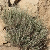 بذور البعيثران ( عطري )