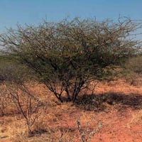 بذور الصمغ العربي