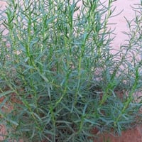 بذور العاذر