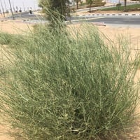 بذور الثمام