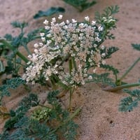 بذور البسباس | الشمر