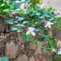 بذور الشفلح