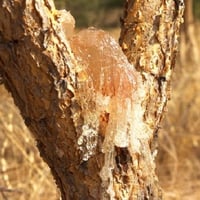 بذور الصمغ العربي