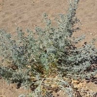 بذور البعيثران ( عطري )