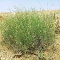 بذور الثمام