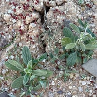 بذور الإرقه