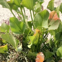 بذور الحميض