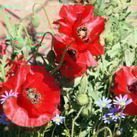 بذور الديدحان - شقائق النعمان