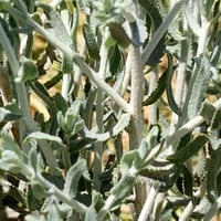 بذور القيصوم