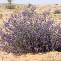 بذور العهينة العيهلان