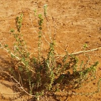 بذور الزعتر البري