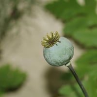 بذور الديدحان - شقائق النعمان