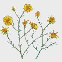 بذور العرفج