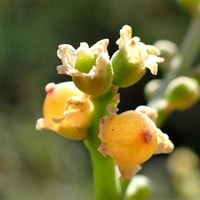 بذور الاراك