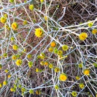 بذور العرفج