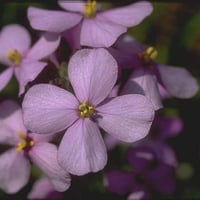 بذور اليهق | الجرجير البري