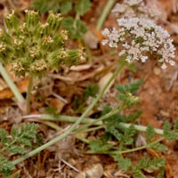 بذور البسباس | الشمر