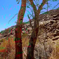 بذور الاراك