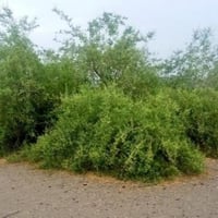 بذور الاراك