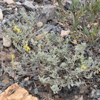 بذور الإرقه