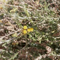 بذور القيصوم