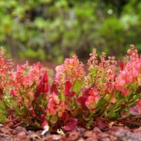 بذور الحميض