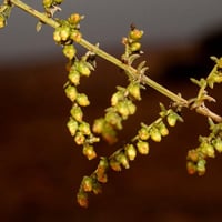 بذور العاذر