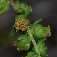 بذور العاذر