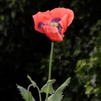 بذور الديدحان - شقائق النعمان