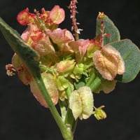 بذور الحميض